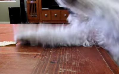 Hey… I Saw It First! That’s Not Fair!