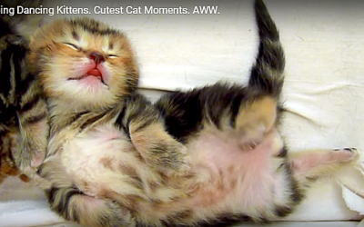 These Cute Kittens Will Make Your Day And Relieve Some Stress! Part 2