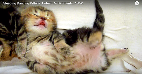 These Cute Kittens Will Make Your Day And Relieve Some Stress! Part 2