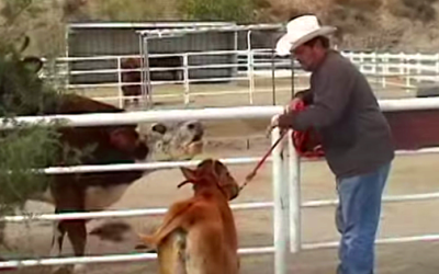 Heartwarming Reunion Of Rescued Cow And Her Newborn Calf