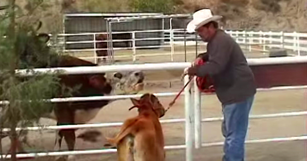 Heartwarming Reunion Of Rescued Cow And Her Newborn Calf