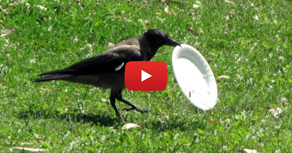 C’mon Folks… If A Bird Can Do It So Can You!