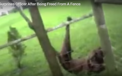 Cop Saves Dog, Then Dog Wants To Be A Cop!