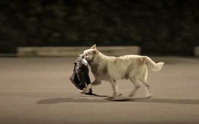 Stray Dog Steals Show – Repays Man’s Kindness Ten Times Over!