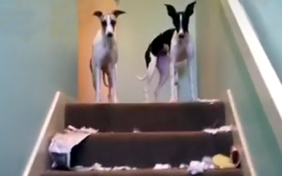 Doggie Destruction – Worst Case Ever!