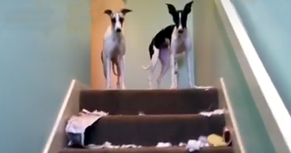 Doggie Destruction – Worst Case Ever!