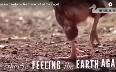 First Taste of Freedom – Inspiring… And Enlightening Too!