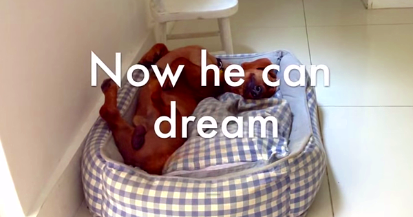 Frank Has Pleasant Dreams Now And Even Wags His Tail In His Sleep