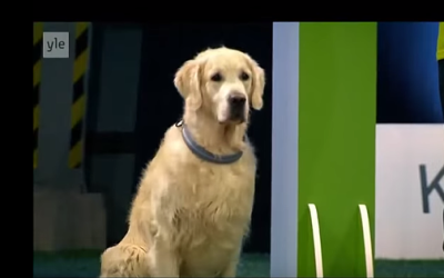 Epic (And Adorable!) Fail: Obedience Edition