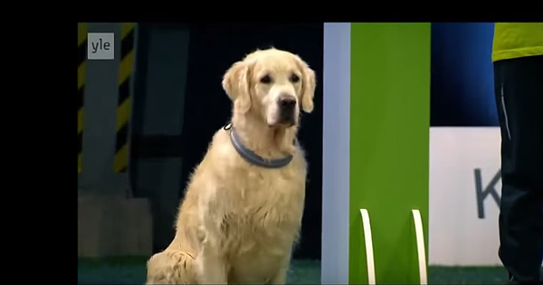 Epic (And Adorable!) Fail: Obedience Edition