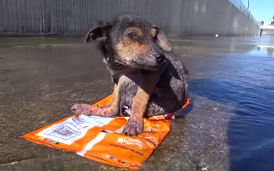 Jordan’s Rescue – How Could Anyone Ever Do This To A Puppy?