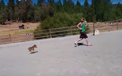 Miniature Baby Pony Acts Like A Dog!