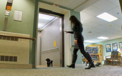 This Adorable Little Pooch Is Guided By An Angel!