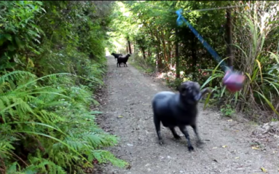 Playful Ram Finds Tetherball In Middle Of Forest