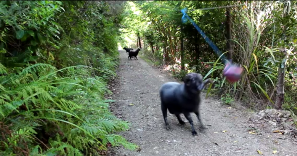 Playful Ram Finds Tetherball In Middle Of Forest