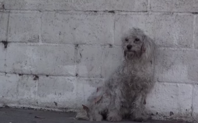 Every Creature Deserves A Chance For A Full Life. This Is Layla’s chance!