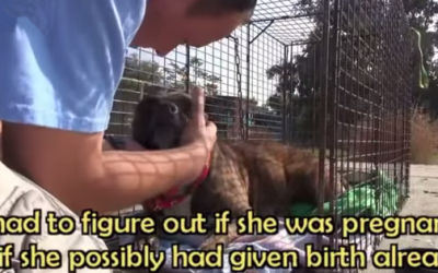 An Amazing Story Of A Stray Mom Leading Rescuers To Her Puppies!