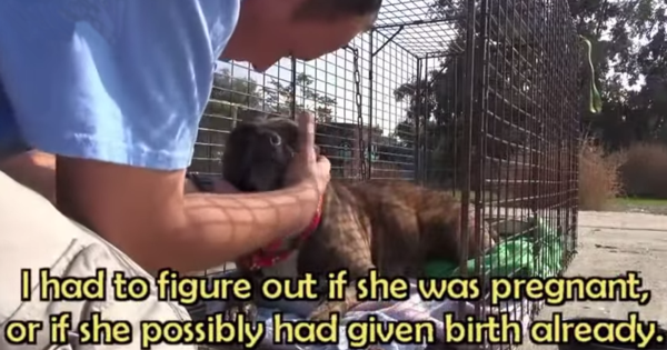 An Amazing Story Of A Stray Mom Leading Rescuers To Her Puppies!