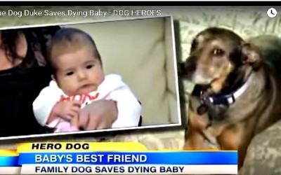Baby Saved By Family Dog!