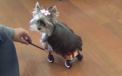 The Things We Do For Love – And This Yorkie Gets Lots Of It!