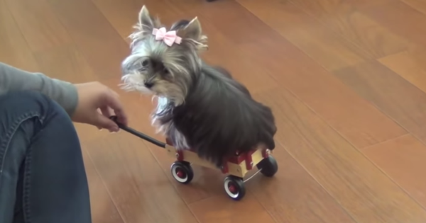 The Things We Do For Love – And This Yorkie Gets Lots Of It!