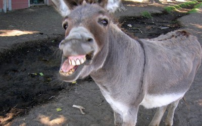 The Parable Of The Donkey