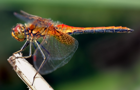dragonfly-post