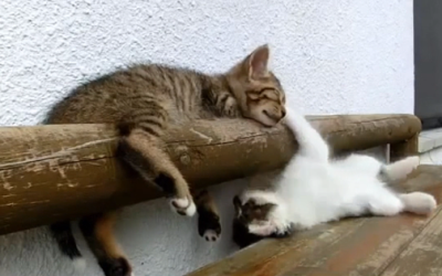 These Cute Kittens Will Make Your Day And Relieve Some Stress!