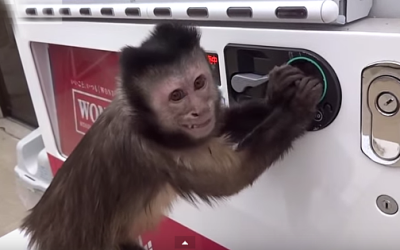 Haven’t You Always Wanted A Monkey?