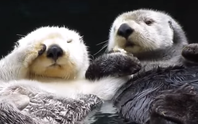 I Love Spending Time With My Significant Otter!