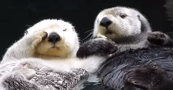 I Love Spending Time With My Significant Otter!
