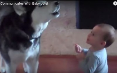 Husky Howls In Loving Sing Songing Communication With Baby!
