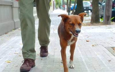 A Dog’s Lesson – Fall In Love With A Person’s Spirit