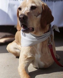 MarshalMiracleDog300x375-300x375-240x300