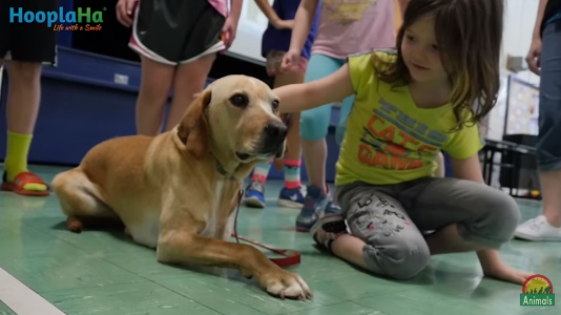Marshall The Miracle Dog