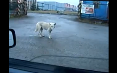 This Dog’s Got Rhythm!