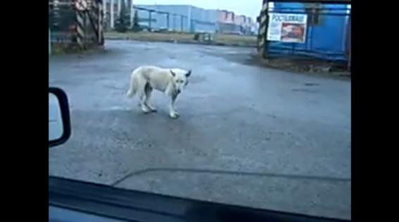 This Dog’s Got Rhythm!