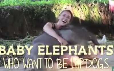 Who Wants A Pet Elephant???