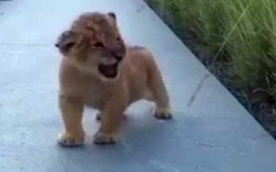 Who Knew A Lion’s Roar Could Be So Adorable?