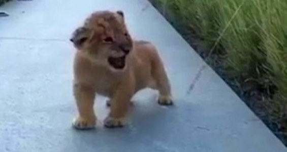 Who Knew A Lion’s Roar Could Be So Adorable?
