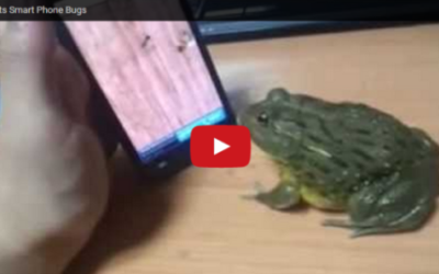 Frog “Eats” Smartphone Bugs