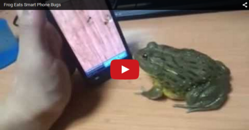 Frog “Eats” Smartphone Bugs