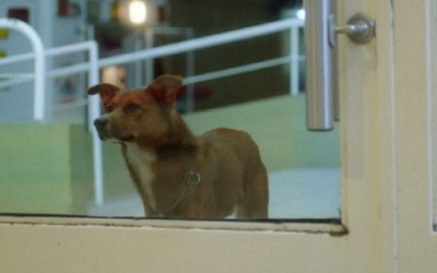 A Dog Falls In Love With Your Spirit