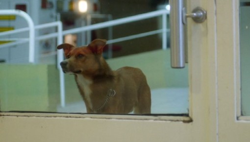 A Dog Falls In Love With Your Spirit