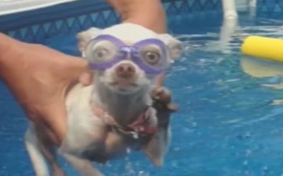 Dogs + Swimming = SMILES
