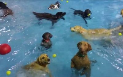 Socially Awkward Dog At A Pool Party