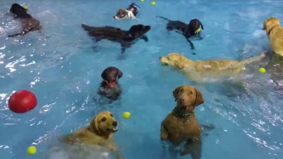 Socially Awkward Dog At A Pool Party