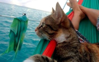 Amelia The World Traveling Cat