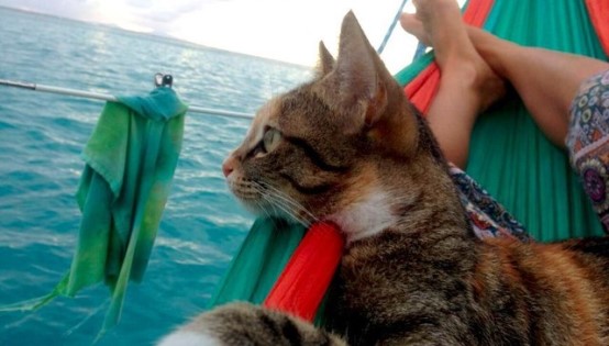 Amelia The World Traveling Cat