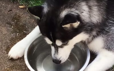 Husky Likes To Blow Bubbles